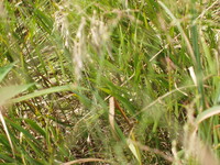 2007 Jack Strawhacker photos of grasses