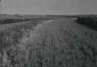 Terraced Rows of Corn and Grasses