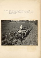 1938 - Farmer plows under heavy strand of sweet clover