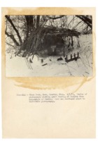 1937 - Quail feeding at shelter from hopper type of feeder