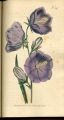 Greatest-flowered Peach-leaved Bell-flower, Willow Bell, Peach-bells, Bellflower