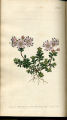 Thyme-leaved Rhododendron