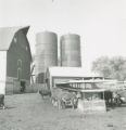 Cattle at the feed bunk, 1963