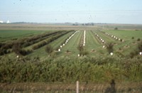 Windbreak on the farm of Don and Phyllis Conley.