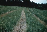 1987 Trees and grasses being planted