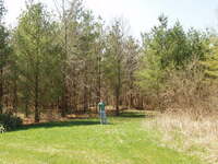 Man stands by Pine trees
