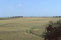 Narrow based terraces on the farm of Roy Beyer. 