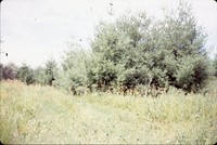 Lundquist farm pond and wildlife areas.