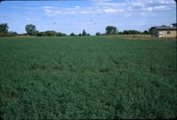 Pasture in clover, 1984