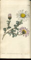 Pellitory of Spain