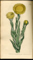 Great Yellow Flowered Xeranthemum
