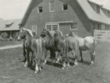 Four horses with unplaited tails, 1930