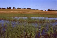 Larry Braby's Farm Before and After a Wetland Construction Project.