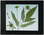 Bidens frondosa (Beggar-ticks; Boot-jacks)