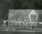 Chorus line entertainment at the Homecoming Pep Barbecue, 1956