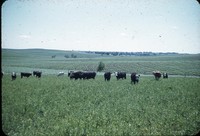 Cattle grazing in pasture.