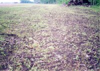 2002  Sodbust Wetland Violation