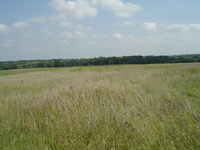 2007 Jack Strawhacker photos of grasses