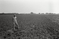 Shirtless Man in Hat and Overalls Stands in Clover Field