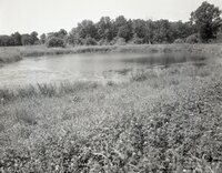 Pond surrounded by trees and grass