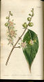 Japan All-spice, Wintersweet