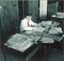 Student pressing plant leaves for specimens, The University of Iowa, 1930s?