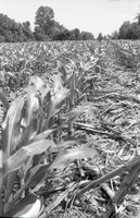 No-till fields of corn