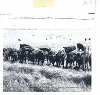 Steers on treefoil pasture on Clifford Tabor farm