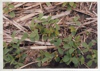 1990 No-till soybeans