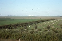 Windbreak on the farm of Don and Phyllis Conley.