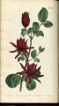 Carolina Allspice, Allspice, Spreebus
