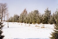 1998  On a wintry day, pine trees form a windbreak on Debbie Burr's farm