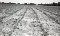 Dry fields
