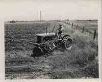 Turning tractor cultivates contour corn