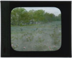 Prairie scene