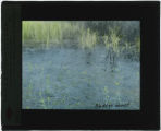 Utricularia (Bladderwort)