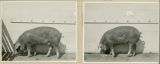 Experiment 326, representative pig #275, 1930