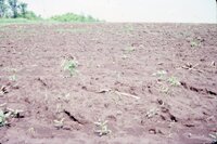 1986 Muddy fields