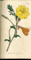 Long-flowered Oenothera