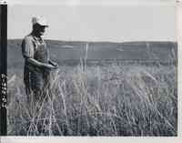 Side view of property owner Lester Willams examining some native grass.
