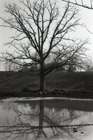 Tree stands in muddy area