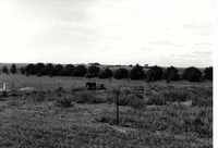 Windbreak and a horse