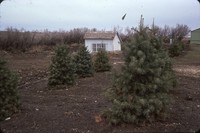 Concolor fir windbreak.