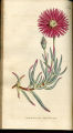 Shewy Fig-marigold