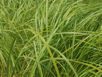 2007 Jack Strawhacker photos of grasses