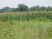 2007 Jack Strawhacker photos of grasses