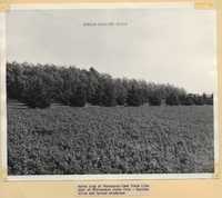 Windbreak on the Minnesota-Iowa border line, near the entrance to the Minnewaukon State Park.