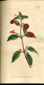 Scarlet-flowered Cyrilla,Hot Water Plan