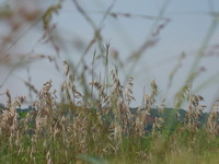 2007 Jack Strawhacker photos of grasses