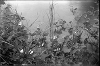 LN 214  Weeds and Wildflowers